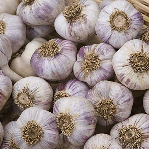 Live Seeds Red Duke 20 Garlic Seeds Clove, Wight Garlic Cloves/from 2 Bulbs/Planting Now 2021-22