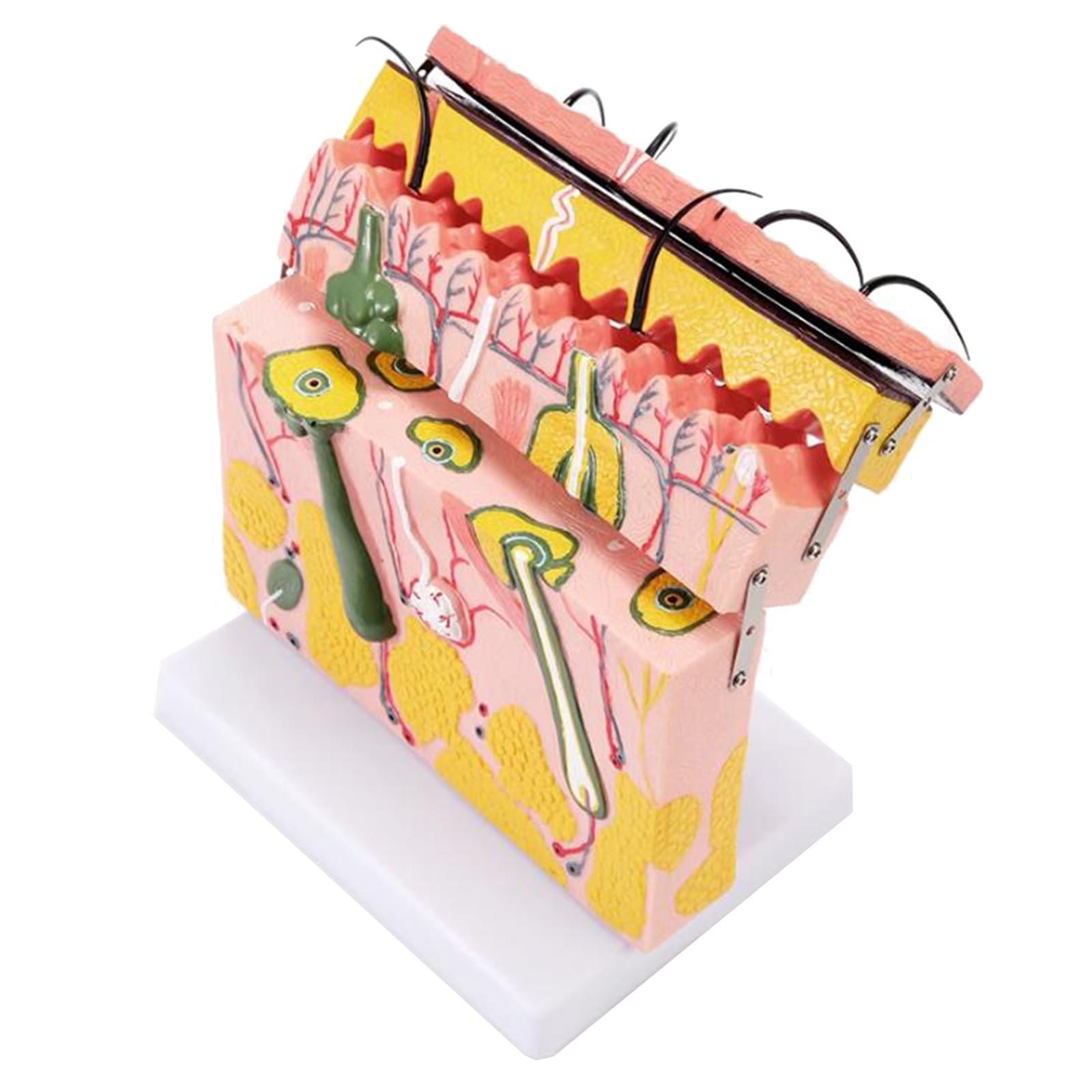 Modello di Anatomia della Pelle allargata 70X - Modello anatomico della Pelle con Capelli - per la biologia Forniture di Laboratorio di Aiuto di chirurgia estetica,B