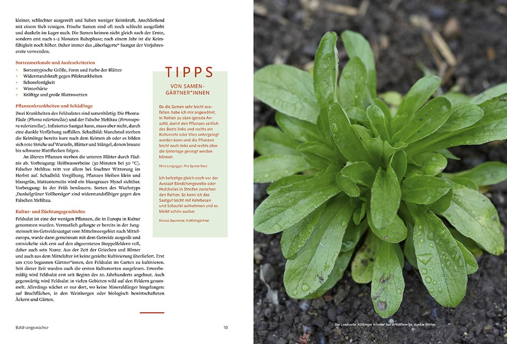 Handbuch Samengärtnerei: Sorten erhalten. Vielfalt vermehren. Gemüse genießen. Pflanzensamen selber ernten, Saatgut vermehren, heimische Nutzpflanzen fördern und alte Sorten bewahren.