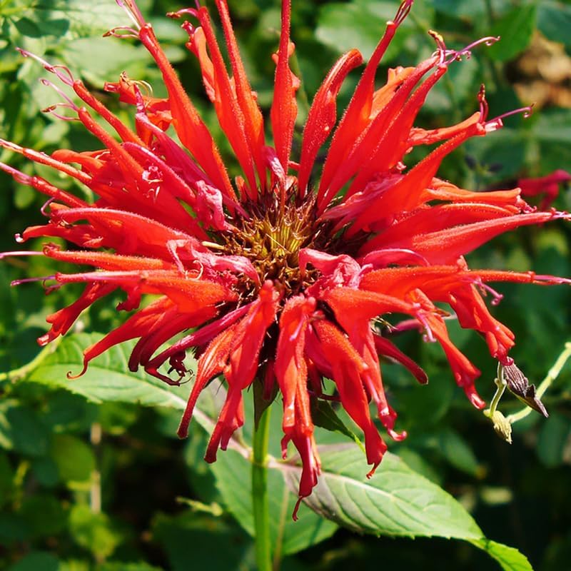 3 Red Bee Balm Live Plants, Hardy Perennial Bee Balm Plants Ready to Grow Home Garden