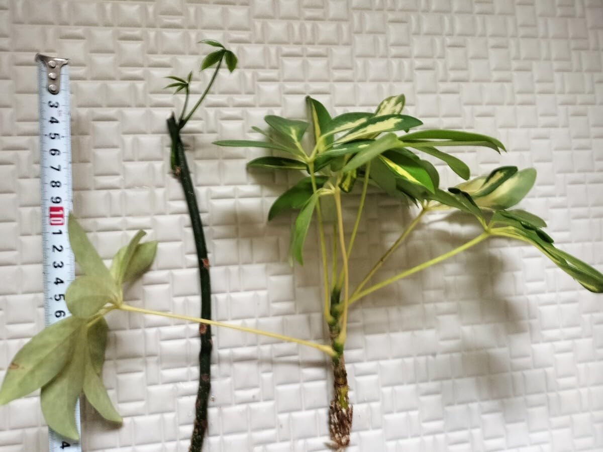 Amazon.co.jp: カポック パキラ 抜き苗 根付き 苗木 2本セット 30