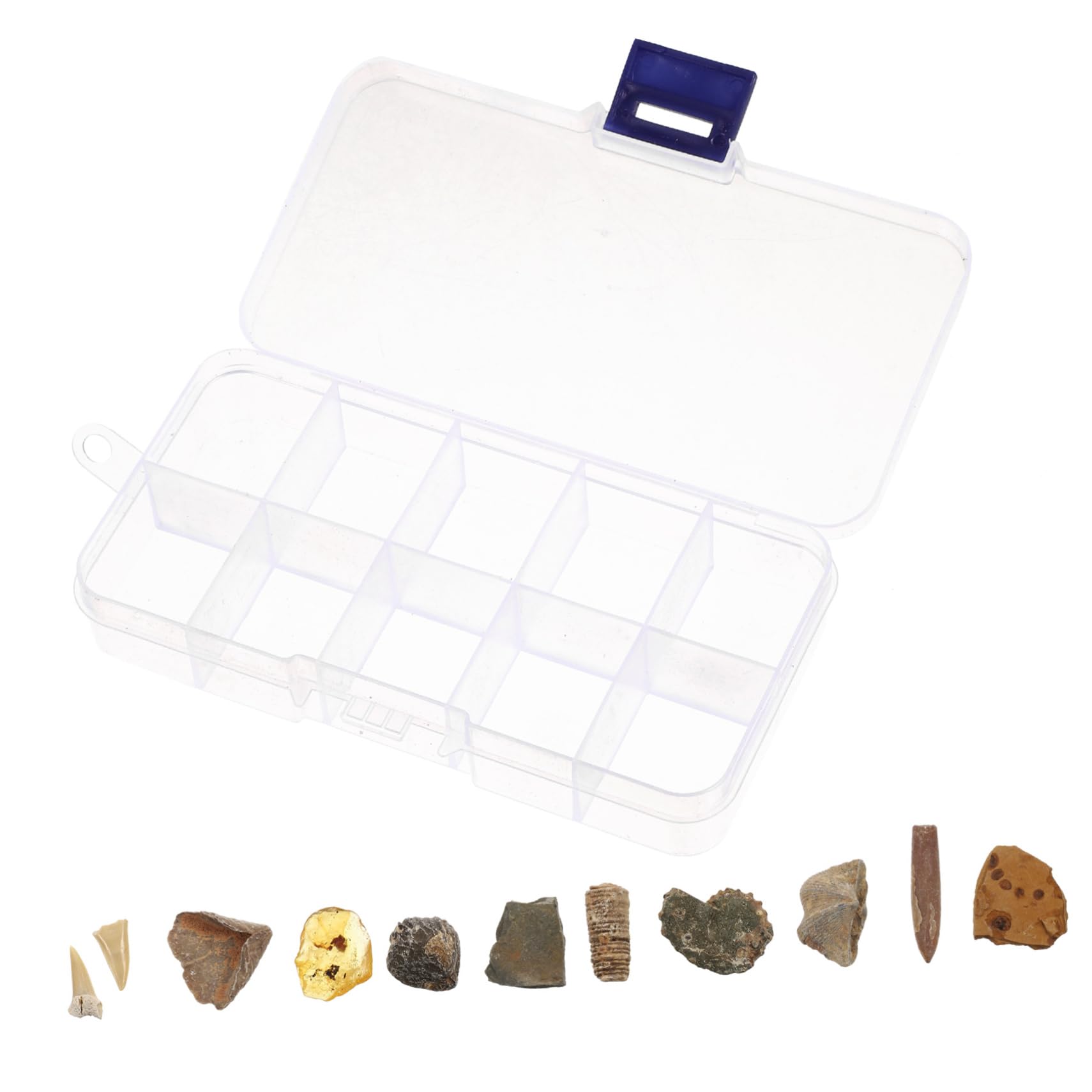 Anneome Natural Specimen Box Pcs Real Trilobite Boys and Girls Educational Toy Home Decoration for Family