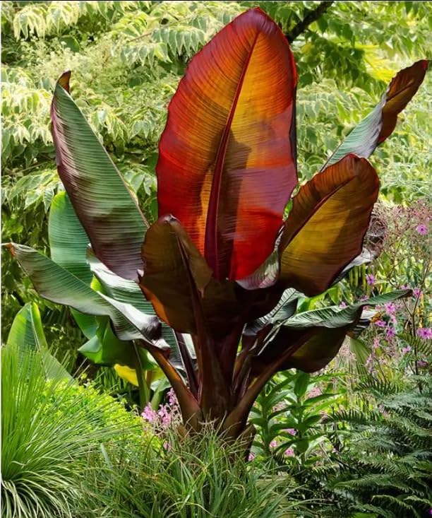 Live Red Abyssinian Banana Tree Plant Cold Hardy Banana Perennial Plant Bananas Fruits Houseplant Ornament Shurb 4-7 Inch Tall
