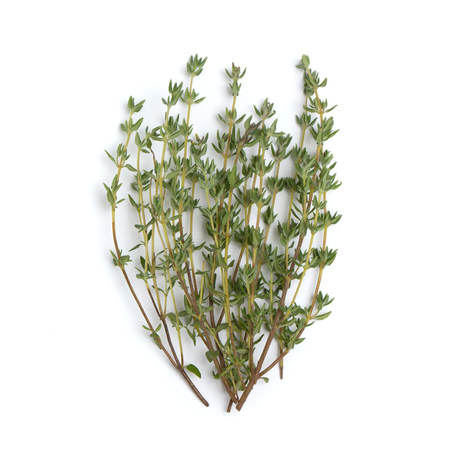 1kg Thym/Zaatar Sauvage - Thym Séché - Arôme & Goût Exceptionnel - 100% Naturel, Pur et Sans Additifs