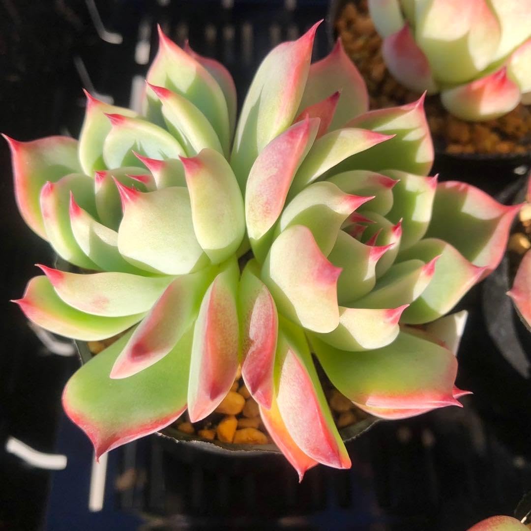 Amazon｜水蜜桃 双頭 多肉植物 エケベリア｜観葉植物 オンライン通販