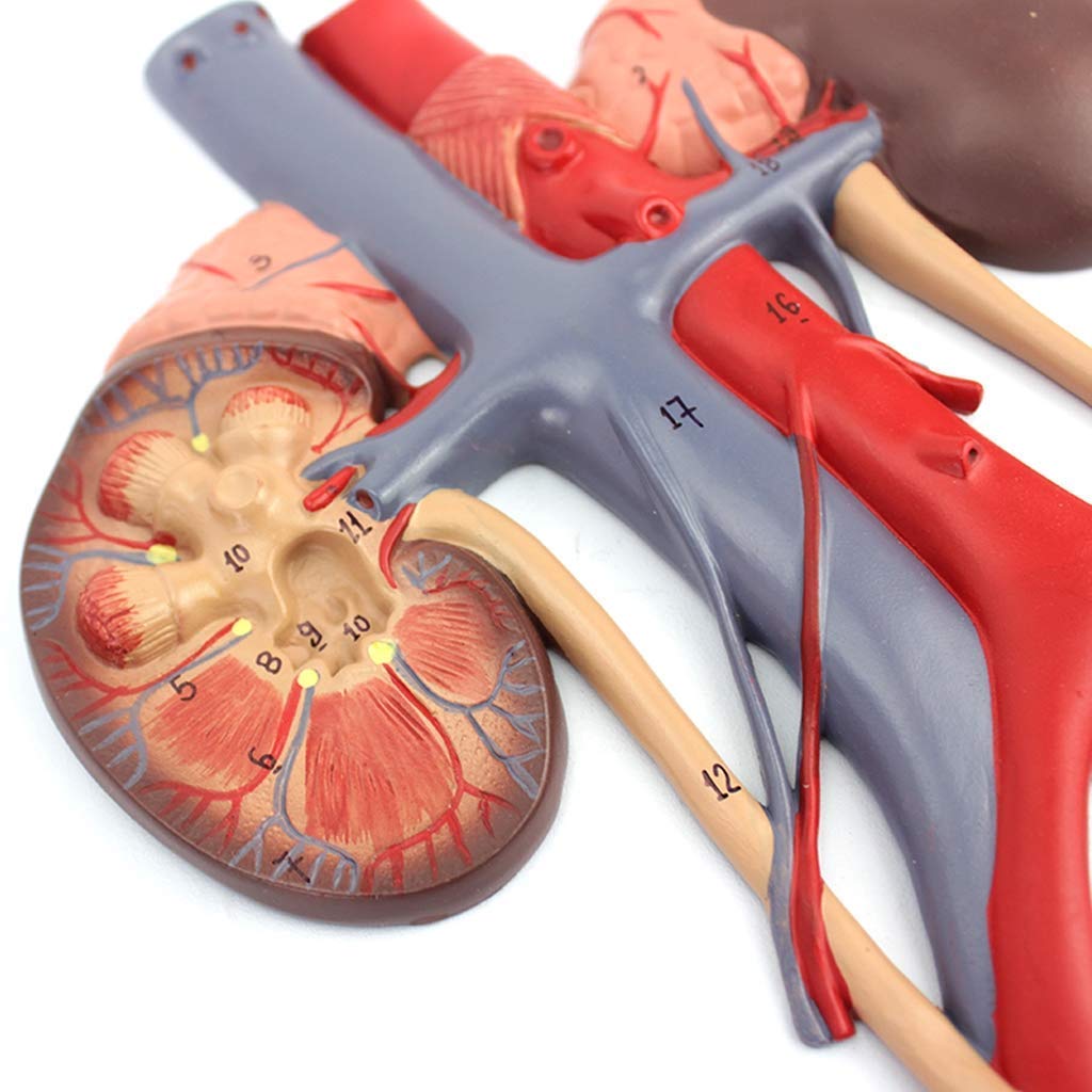 Modello di Anatomia Umana, Modello del Sistema Urinario Genitale Maschile E Femminile, Educazione E Apprendimento, Kit Scientifici, Materiale di Laboratorio
