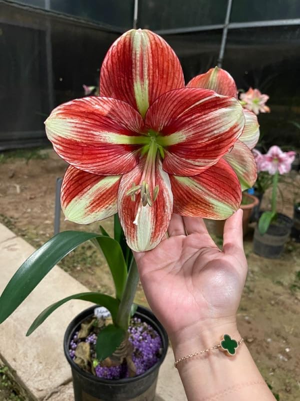 SVG® Imported Double Amaryllis Lily Flower Bulbs for Planting and Gardening, Pack Of 2 Bulbs (Orange & Cream)