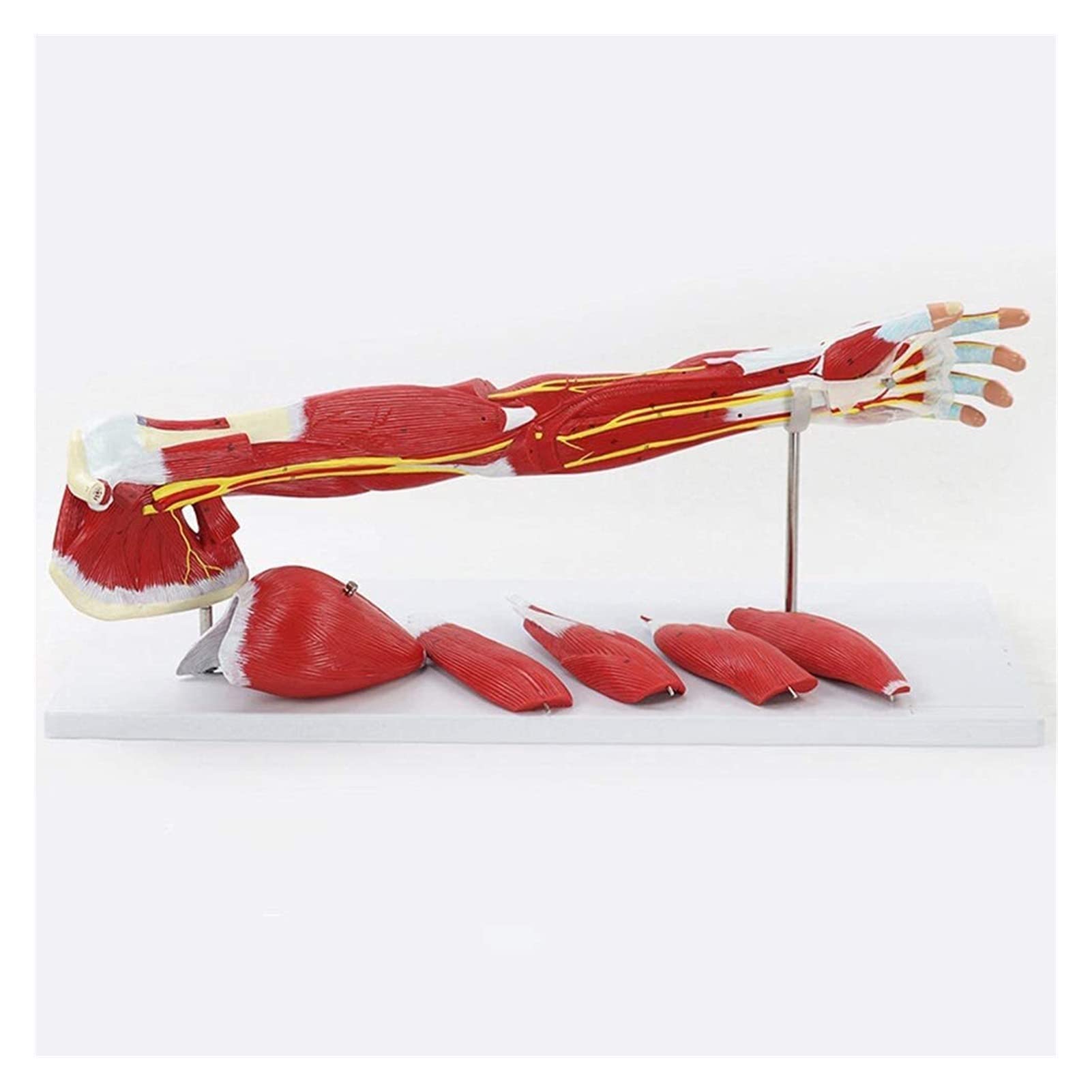 GTHTUHFD Skeletal Science 3D Human Anatomy Upper Limb Muscle Model Vascular Nerve Arm Muscle Movement Model Anatomy Medical Demonstration