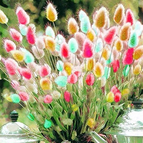Mosichi 100Pcs Lagurus Ovatus Colorful Bunny Tail Grass Garden Ornamental Bonsai Seeds - Golden