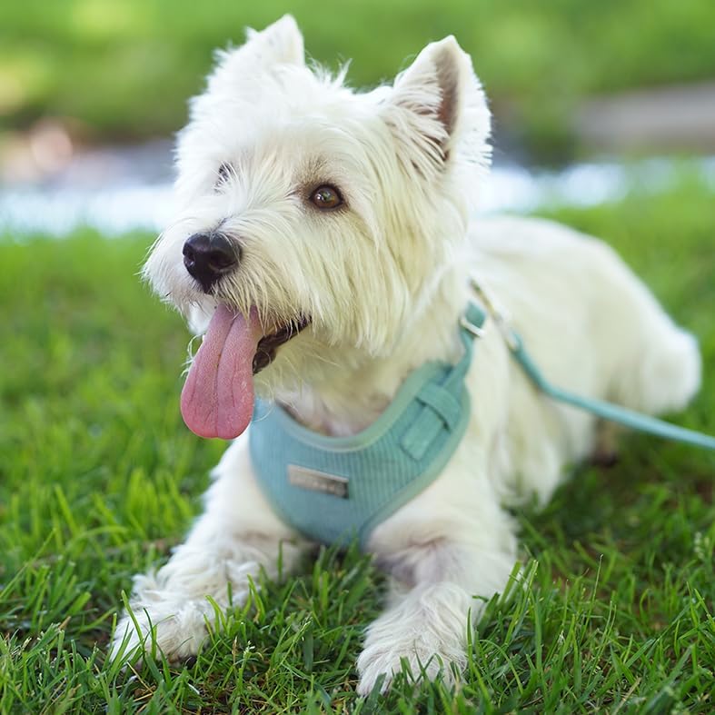 Sve komponente seta ogrlice