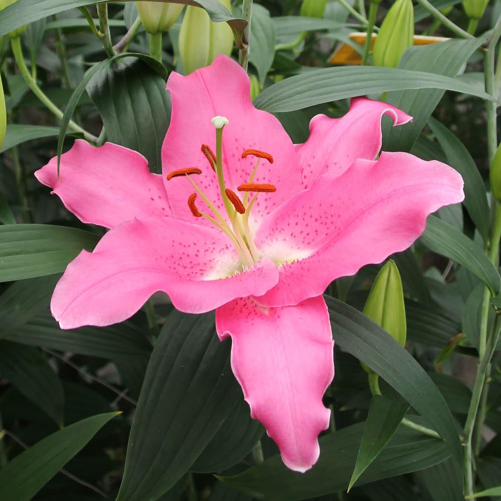 YouGarden Lily 'Dinner Plate Binasco', 5 x Bulbs Size 14/16, Giant Oriental Pink White, Fragrant Hardy Perennial