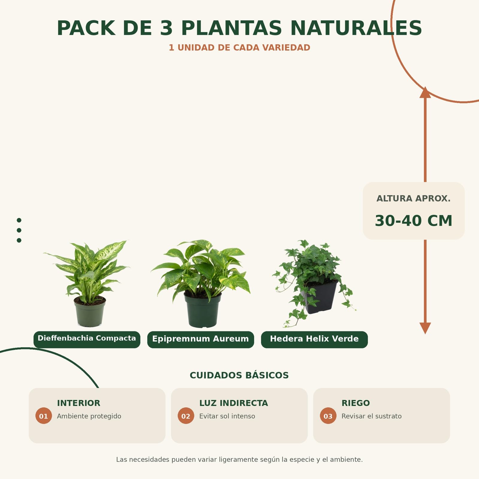 Pack 3 Plantas: Dieffenbachia Compacta, Poto Verde y Hiedra Verde DECOALIVE