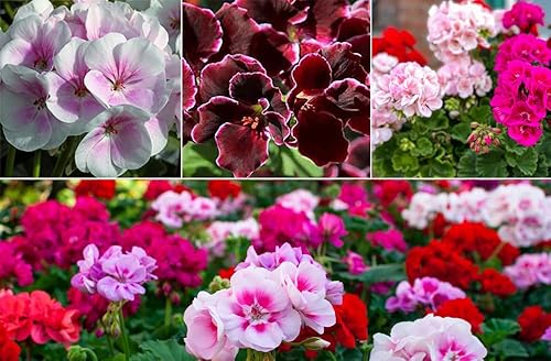 Miniatura 1 de Semillas de flores de geranio mixto Planta Perenne Floración Jardín Hogar - 20 piezas Semillas