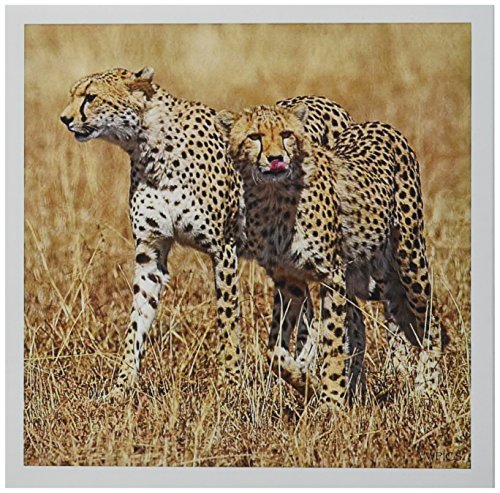 3dRose Pair of Cheetas walking.(Acinonyx jubatus).Serengeti National Park, Tanzania - Greeting Cards, 6 x 6 inches, set of 12 (gc_45649_2)