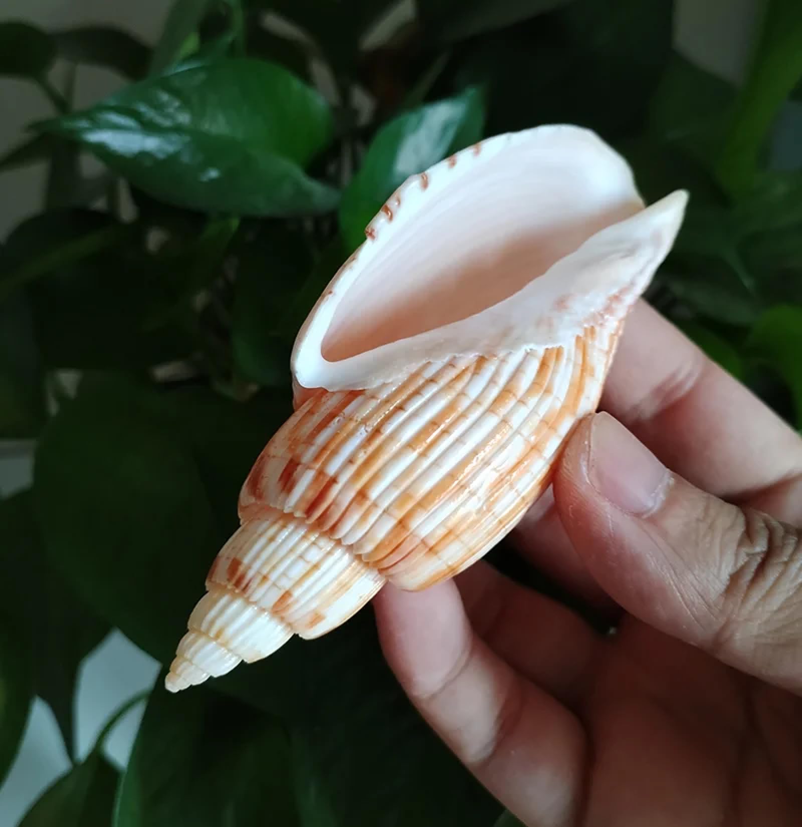 Conchiglie marine riempitivo vaso, 1 pezzo, 9-11 cm, mais, lumaca, conchiglia, conchiglie di Lyria Kurodai, decorazione da tavolo per matrimoni, esemplari, decorazione per casa e ufficio