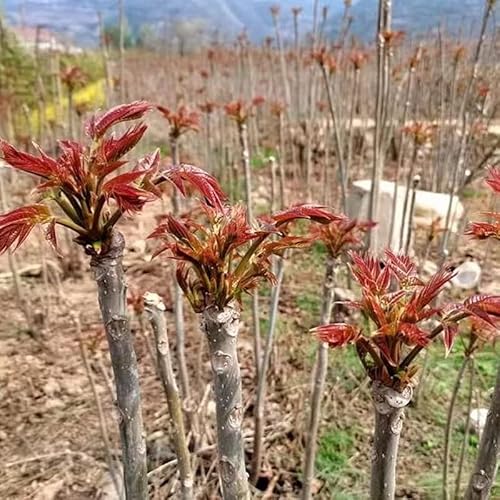 Chinese Mahogany Live Plant Tree Seedings,14-17Inch Height Chinese Red Toon Tree Great For Home And Garden Yards Planting #TOP1