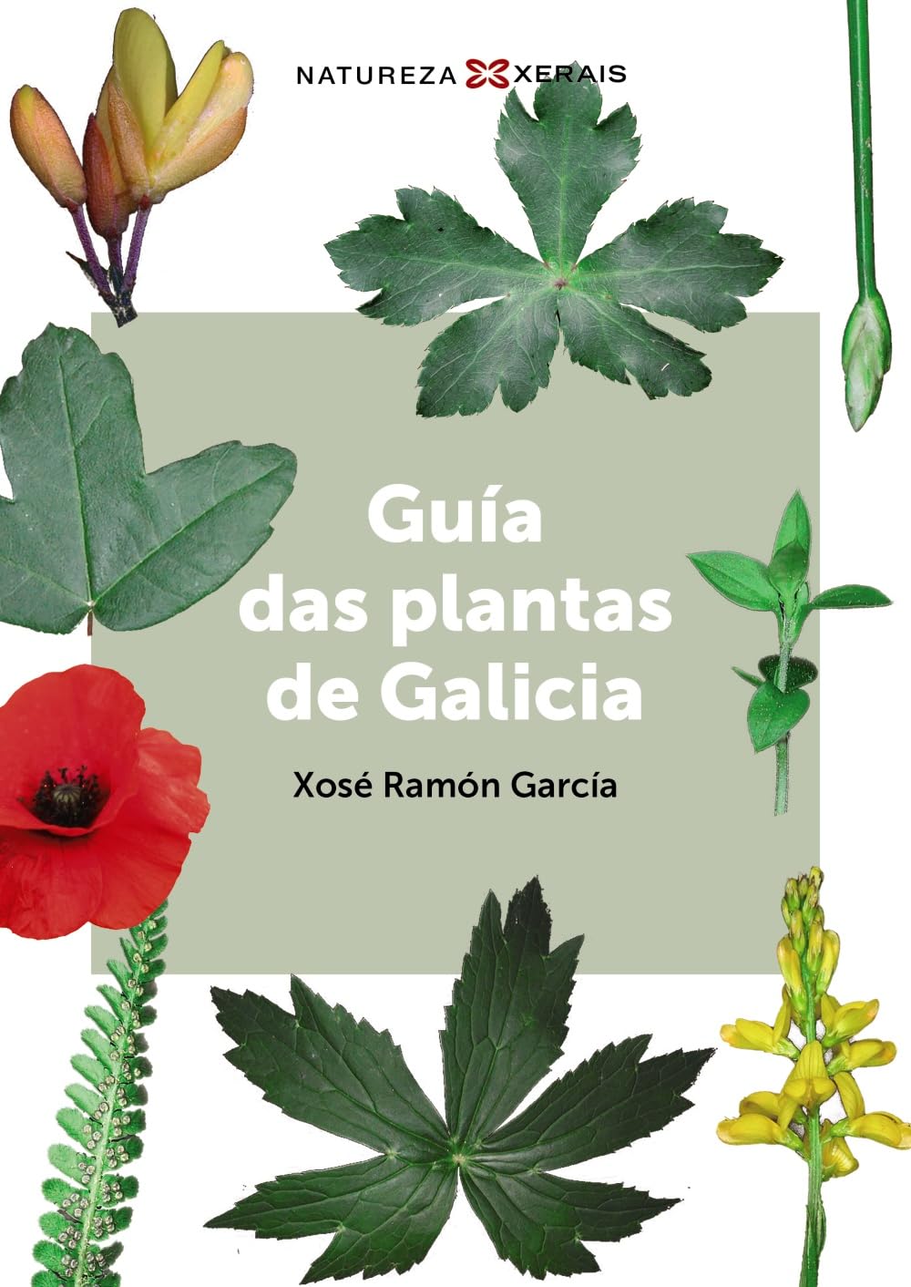 Guía das plantas de Galicia (TURISMO / OCIO - MONTES E FONTES - Guías da natureza)