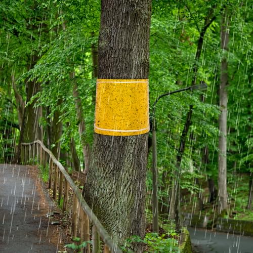3 anillos de pegamento autoadhesivos, 25 cm x 2 m, para manzano, huerto, árbol, protección