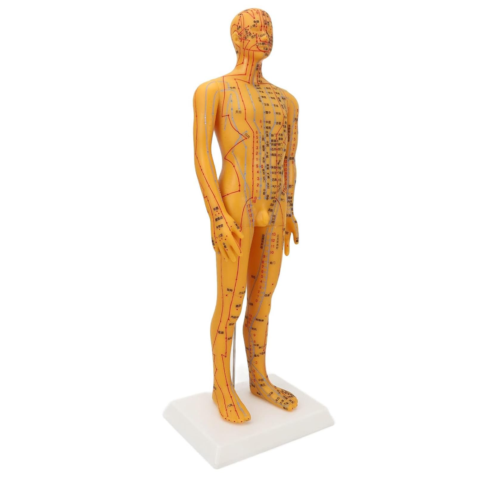 53cm Human Body Acupuncture Model Man, Chinese Medicine Teaching Tool Acupoint Mannequin Pressure Point Acupuncture Model Pressure Point and Meridians Model Education