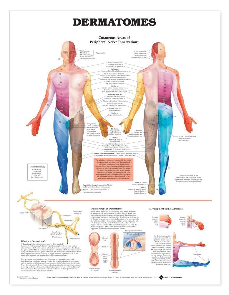 Dermatomes Anatomical Chart: (laminated) Wall Chart – Import, 5 February 2000