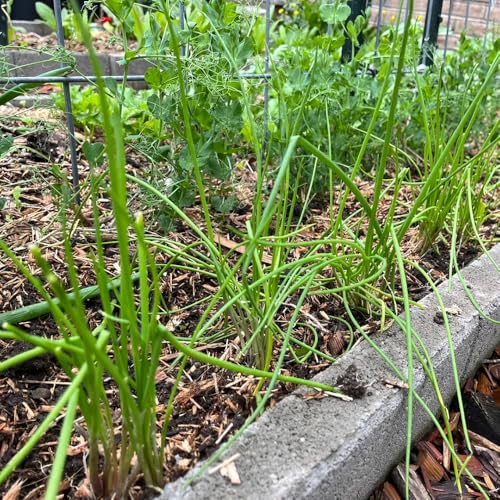 schnittlauch kräutergarten, exotische schnittlauchsamen mehrjährig kräutergarten gemüsepflanzen 600pcs