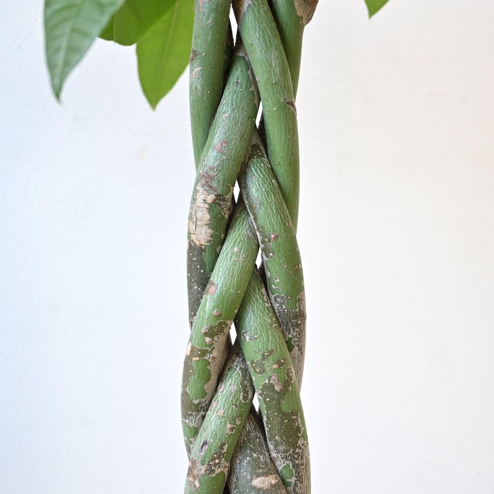 Amazon｜観葉植物 本物 パキラ 8号鉢｜観葉植物 オンライン通販