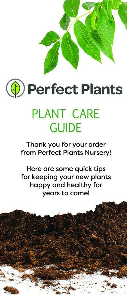 ANN Magnolia Tree - Size: 3 Gallon, Live Plant, Includes Planting Guide