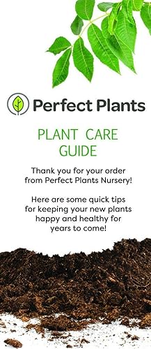 Miniatura 7 de Perfect Plants Planta viva de jazmín confederado, maceta de 1 galón, paquete de 2, incluye guía de cuidado
