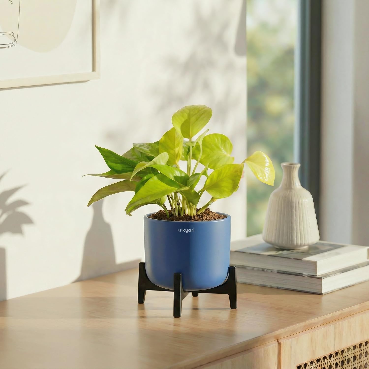 Kyari Sansevieria Golden Hahnii Snake Plant Live Indoor Plant with Grey Self Watering Pot 4 Inch - Dwarf Snake Plant with Pot for Home, Bedroom, Office - Air Purifying Live Plant-image-12