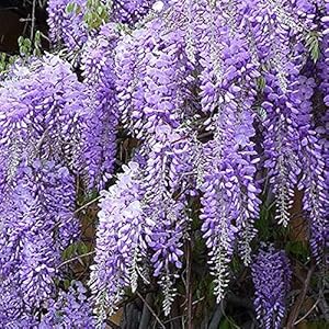 Arborix Plantes Grimpantes Wisteria Sinensis 'Prolific'