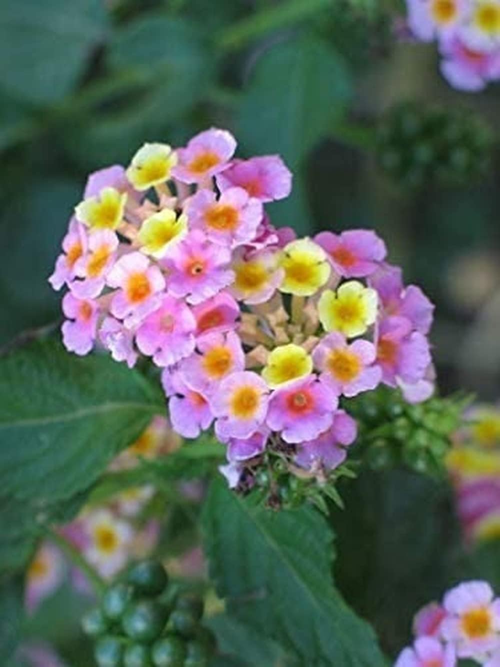 100 piezas semillas de Lantana encantadora floración perenne apariencia mágica crear un jardín clásico una gran adición A cualquier jardín ampliamente plantado