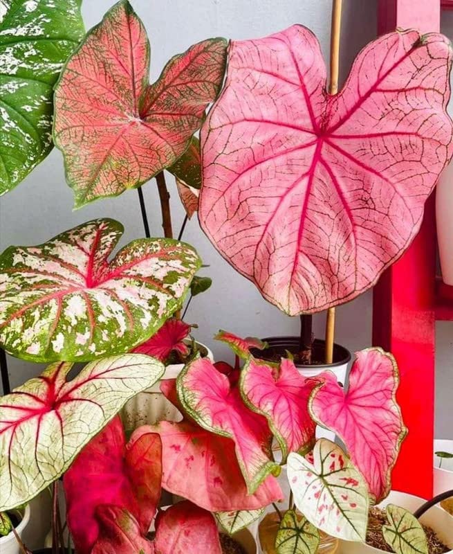Beautiful Caladium flower bulbs multicolor shade 27 Flower Bulb For Indoor & Outdoor Gardening Pack of 1-image-38