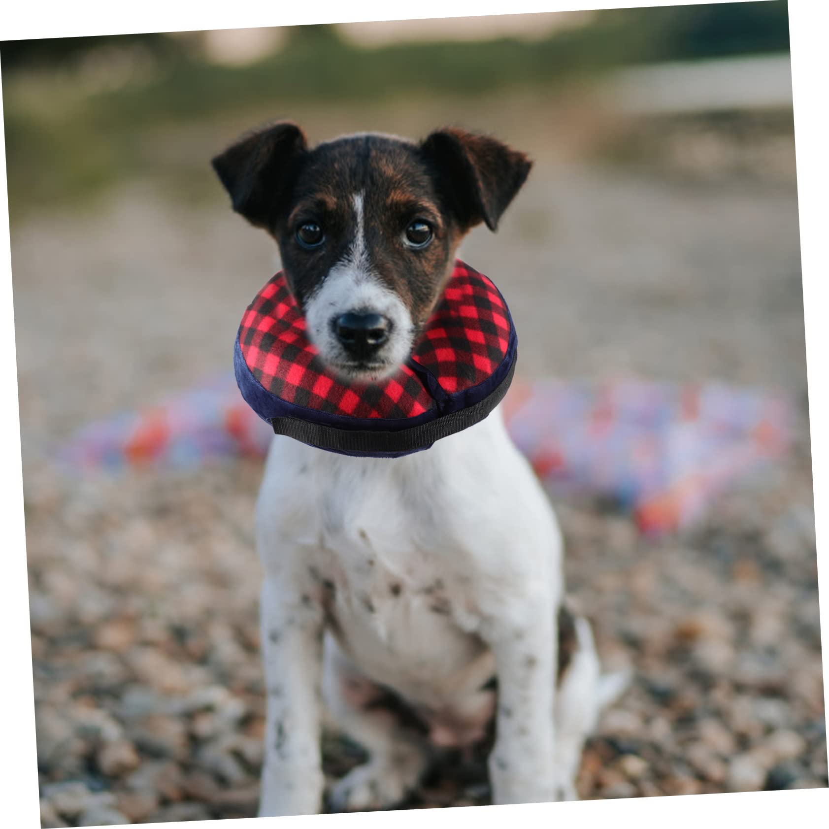 DOITOOL 4pezzi Collare Di Inflabile Per Cani e Gatti Comfort e Protezione Post-operatoria Collare Elisabettiano Alternativo Adatto Per Riposo e Gioco Design Ciambella Per Movimenti