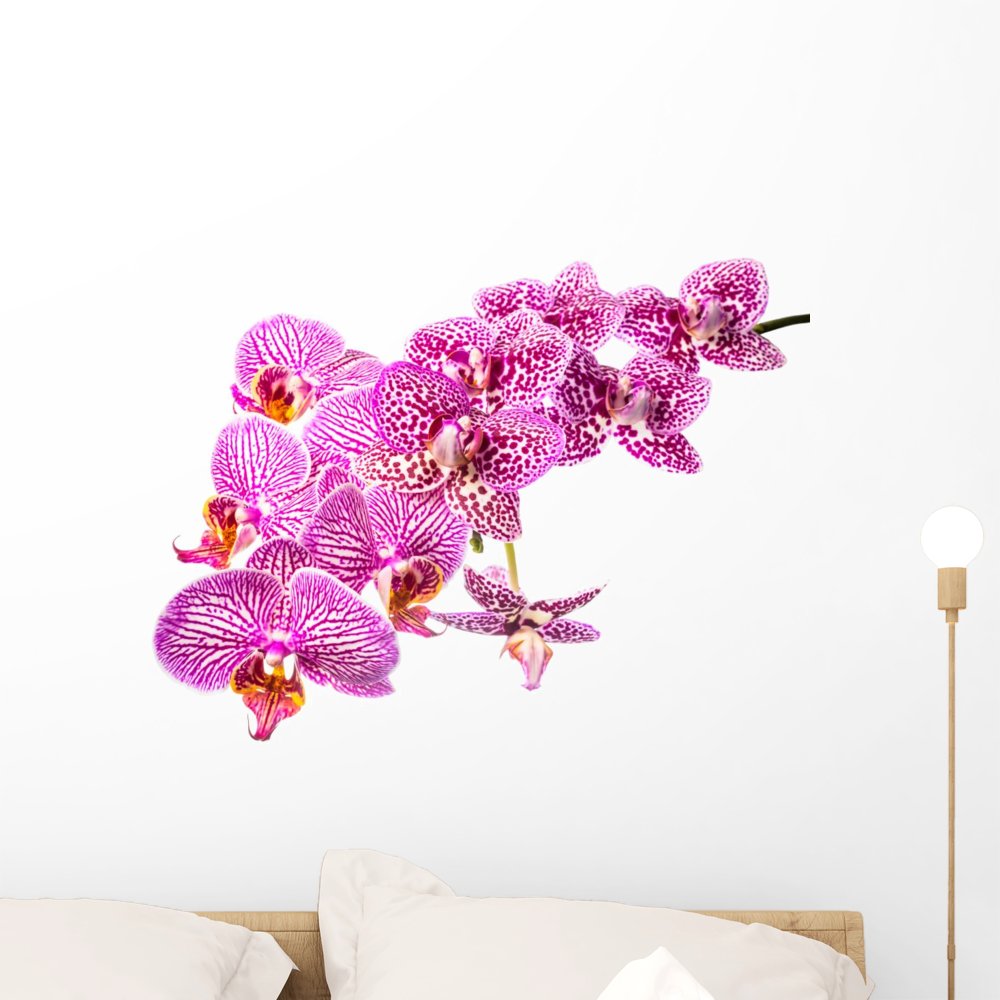 Wallmonkeys Beautiful Blooming Branch Striped and Spotted Violet Orchids Wall Decal Peel and Stick Graphic WM114975 (24 in W x 20 in H)
