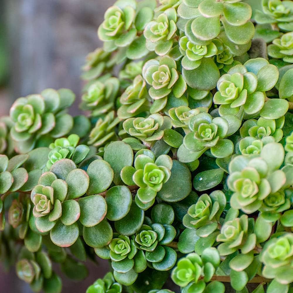【即日発送】　マーリン　マダム・ミム　セット　キツネ　ウサギ　カニ　ヘビ　ヤギ 海水魚）カニ ベニシオマネキ ペア（1ペア） : チャーム charm