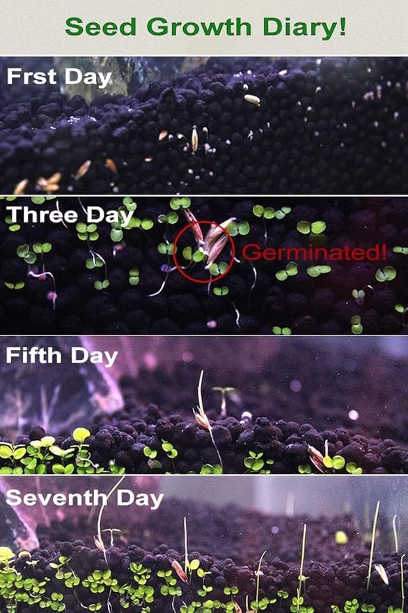 Image of 3 Aquarium Plant Se-e-d Combo, no Artificial, Fresh Water Grass for Fish Tank Terrarium Dwarf Carpet