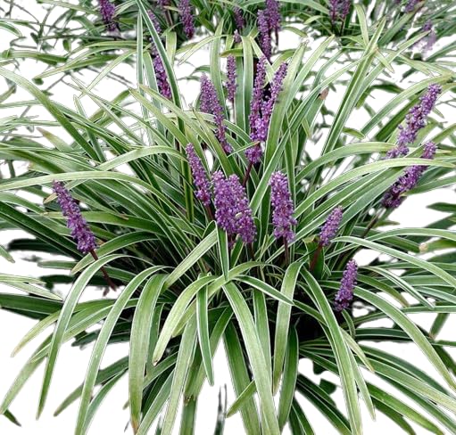 TENDER LEAVES Liriope Variegated Grass Llly-Turf (Ground Cover, Ornamental, Grass), Live Plant) (B0CWRXZC4T) Amazon Price History, Amazon Price Tracker
