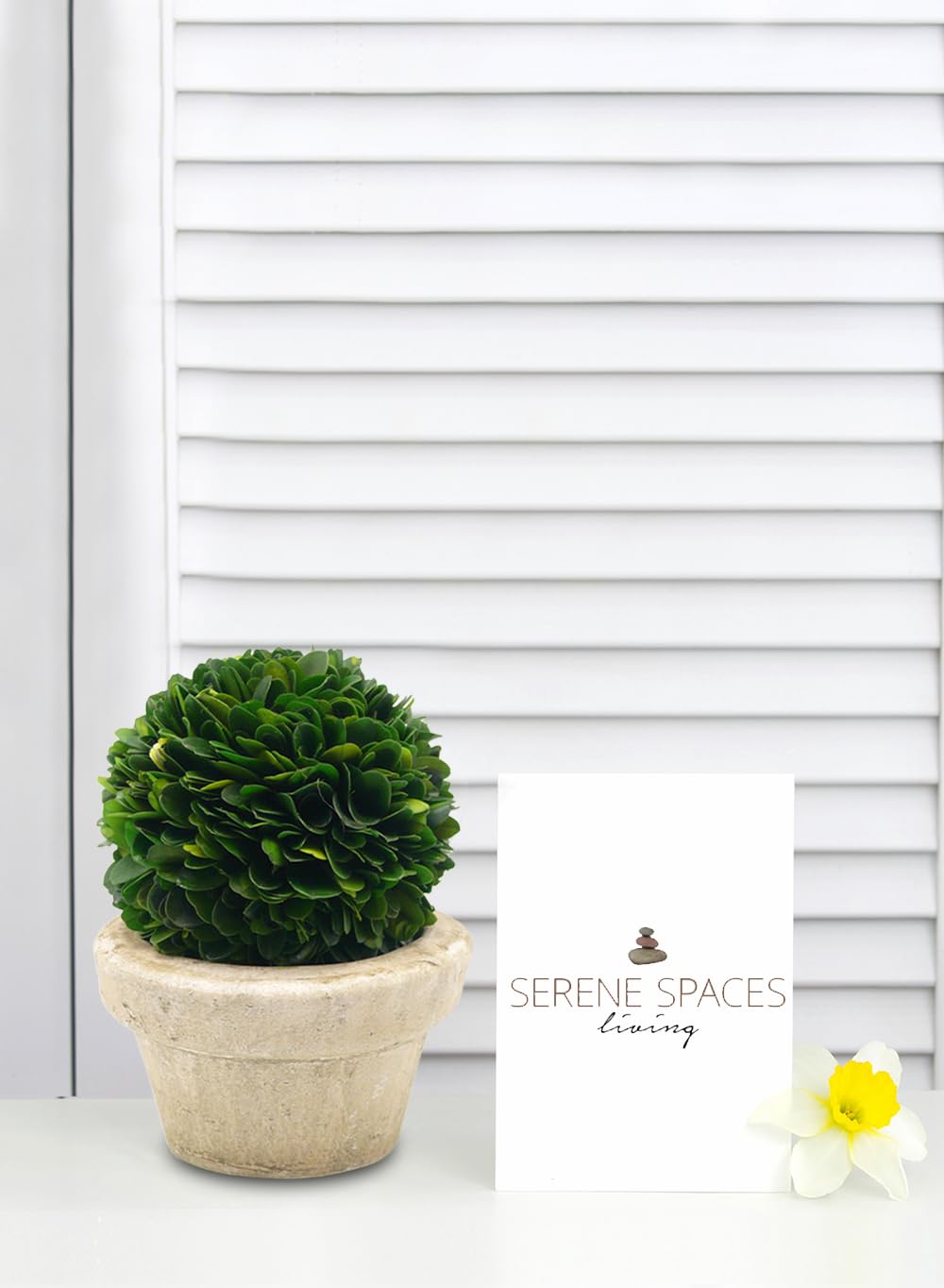 Topiaire En Buis Naturel Préservé En Pot De 22,9 Cm - Superbe Décoration De Verdure Et De Plantes - Idéal Pour La Maison, Le Bureau, Le Bar, La Boutique, La Décoration Topiaire