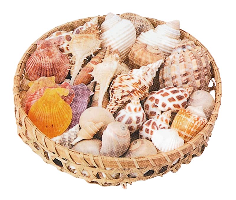 Amazon | インテリアシェル 天然の貝殻詰合せ 500g | 生態・採集
