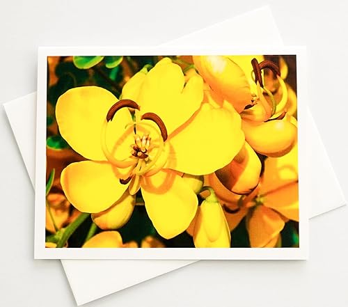 Miniatura 5 de Sunshine Expressions Blooming Flowers - Tarjetas fotográficas de lino pesado, 16 con 18 sobres a juego, juego en caja (4.25 x 5.50 pulgadas) en