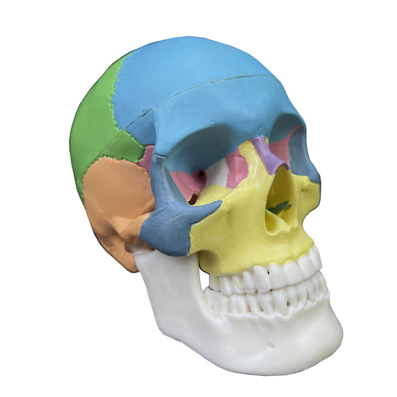 Miniaturowy Kolorowy Czaszka Anatomiczny Model Anatomiczny Nauczanie Anatomii Szkielet Głowa Medyczny Model Demonstracyjny Artykuły Laboratoryjne Stomatologiczne