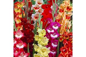 Large Flowering Gladiolus Bulbs for Planting Outdoors