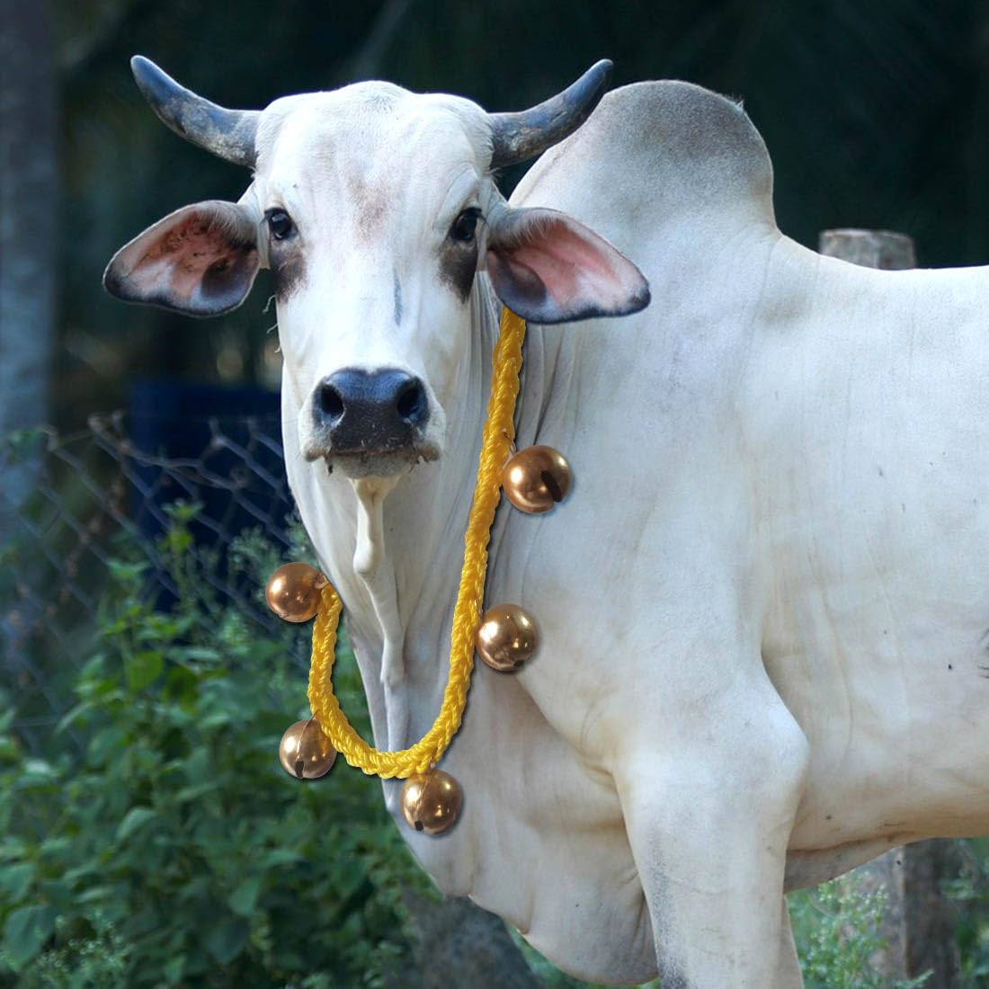 Bull/Cow Halter Nylon Rope,Leash,Cow Cord,Cow Belt .with 6 Big Bells/Ghungroo (B0CHS2BZB5) Amazon Price History, Amazon Price Tracker