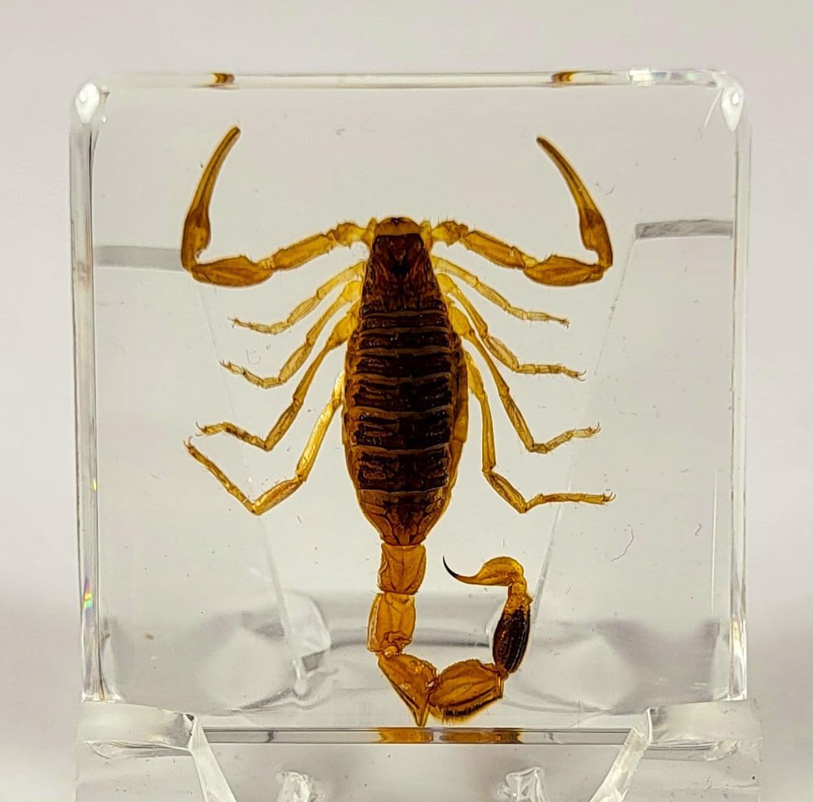38mm Real Golden Scorpion in Crystal Clear Lucite Resin Specimen Preserved Small Insect Taxidermy Decor Crafts Collection for Biology Science Education & Desk Display Supplies