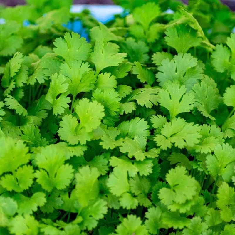 Matabe Coriander Seeds for Planting Hybrid Whole Dhaniya Vegetables Seed to Grow All Seasons Fresh Healthy Seeds for Growing Plant, Home Garden and Terrace Gardening(50gm, 2000+ Seeds) (B0B81Y425R) Amazon Price History, Amazon Price Tracker