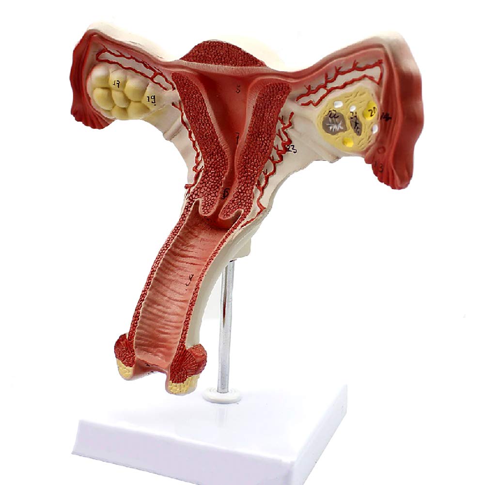 Whyit Whyit Human Anatomy Scientific Female Pelvis Model With Ligaments ...