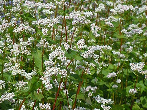 0.2oz SEEDS NT d' Green Buckwheat