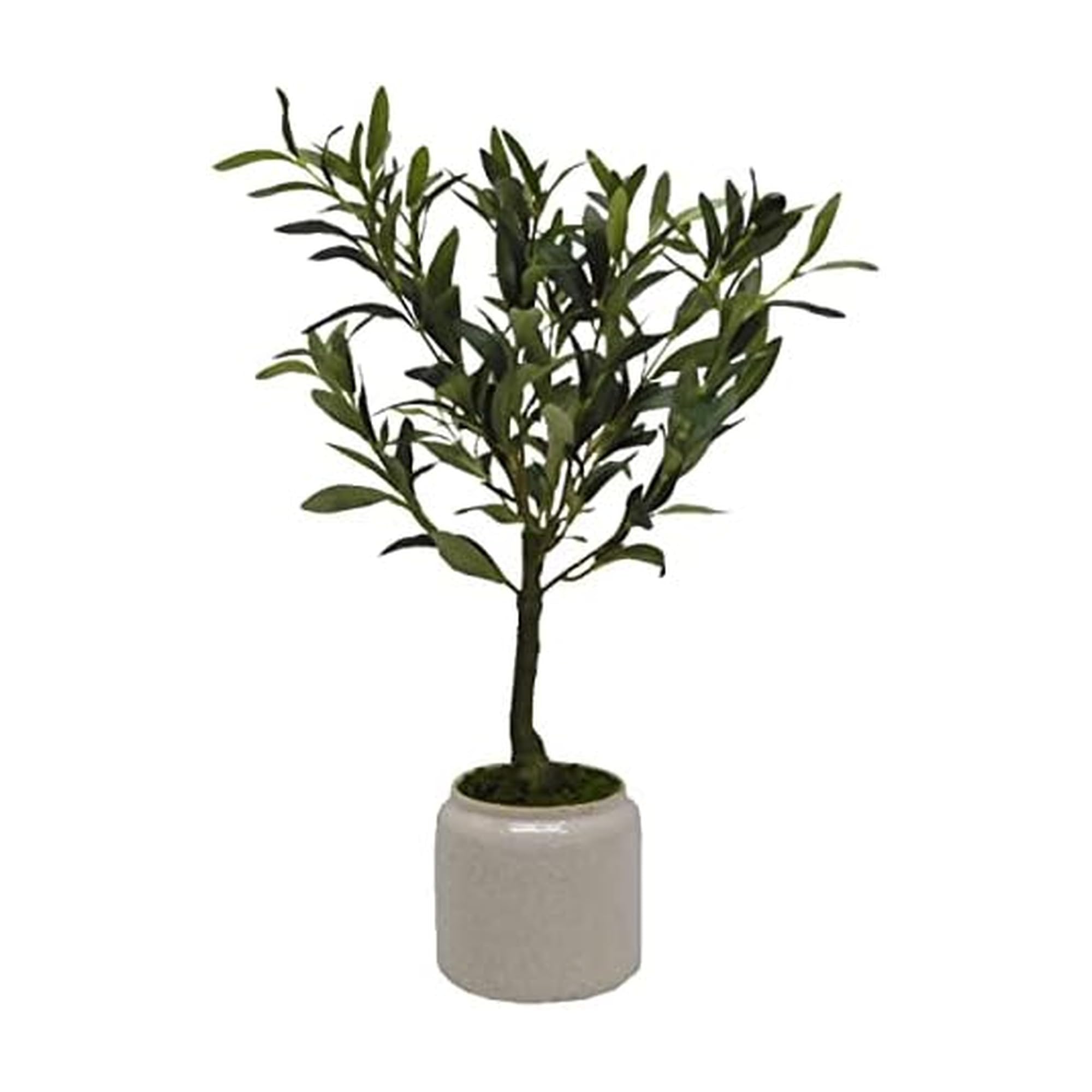 sansevieria silver queen Snake Plant 'Metallica'