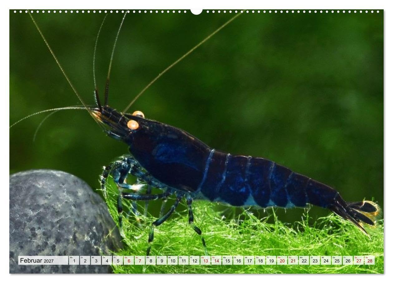 Dwarf Shrimps - Zwerggarnelen (Wandkalender 2027 DIN A2 quer), CALVENDO Monatskalender: Kleine Garnelen in Zucht- und Wildform (CALVENDO Tiere)