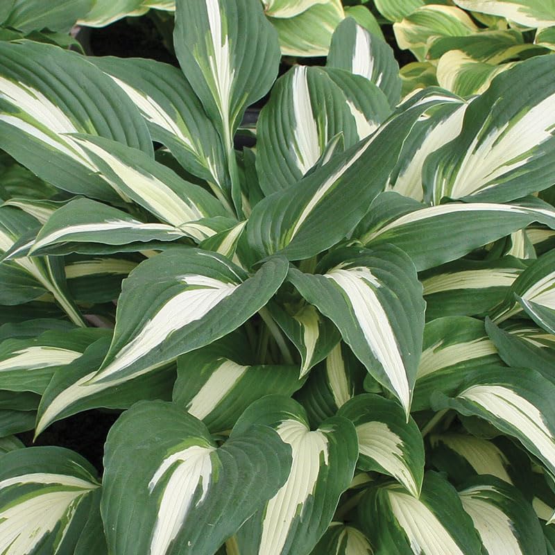 Mixed Hosta Value Bag - 6 Jumbo Bareroot Plants - Perennializing & Grows Great in Part or Full Shade - Easy to Grow Live Plants - Outdoor Garden